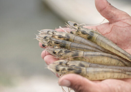 Sustainable Shrimp Partnership 5 años construyendo el futuro sostenible para la industria acuícola mundial